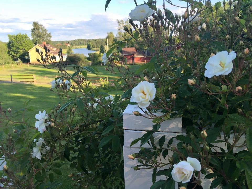 Bed & Breakfast Tukkilan Tila